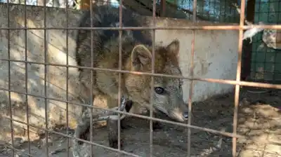 Lo exhibían como atracción en un local de comidas: el macabro hallazgo de un zorro encadenado