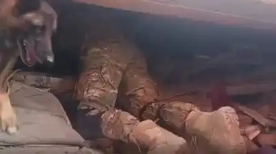 El héroe de cuatro patas que salvó a dos nenes en Venezuela