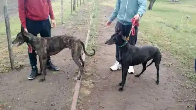 “Deberían estar presos”: el desesperado pedido de un intendente contra los galgueros que azotan el campo bonaerense