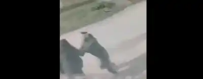 El video que delató a los ladrones: así asaltaron a una mujer en plena calle