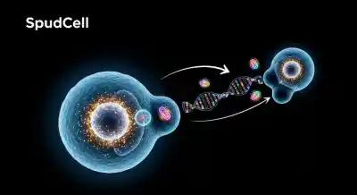 Crearon una célula sintética desde cero: se alimenta, crece y se divide, pero ¿está viva?