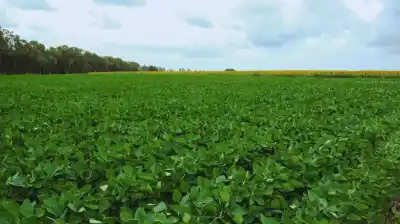 El Niño extendido hasta 2027: ¿está el campo argentino listo para una superproducción histórica?